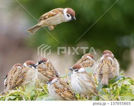 群れに合流するスズメの飛翔瞬間｜チームワーク・コミュニティの象徴イメージ 137055603