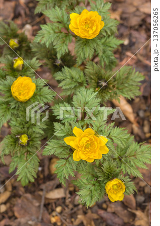 春の訪れを告げる　福寿草 137056265