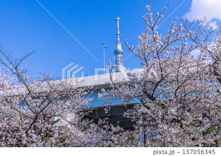 桜と東京スカイツリー 隅田公園 桜と東京スカイツリー 隅田公園 137056345