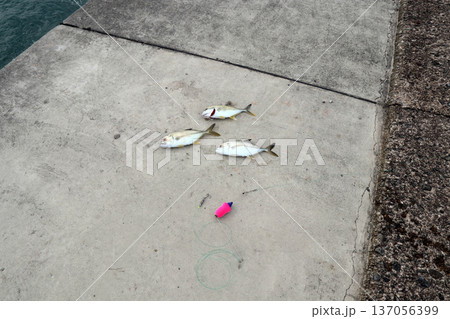 メッキアジ堤防釣りルアーロウニンアジギンガメアジオニヒラアジ 137056399