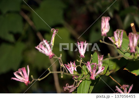 ホトトギス花 137056455