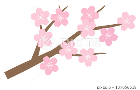 桜の花のベクターイラスト。春、さくら、枝、桜の木 桜の花のベクターイラスト。春、さくら、枝、桜の木 137056619