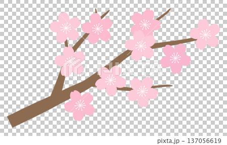 桜の花のベクターイラスト。春、さくら、枝、桜の木 桜の花のベクターイラスト。春、さくら、枝、桜の木 137056619