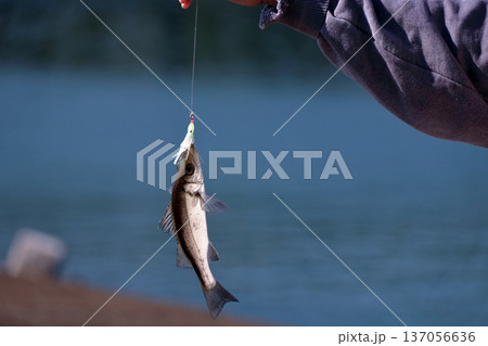 スズキ堤防釣りセイゴルアー出世魚のスズキ!フッコ、セイゴ スズキ堤防釣りセイゴルアー出世魚のスズキ!フッコ、セイゴ 137056636