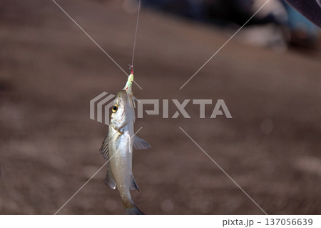 スズキ堤防釣りセイゴルアー出世魚のスズキ！フッコ、セイゴ 137056639