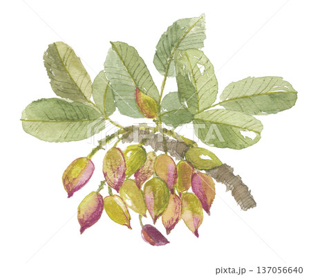 水彩で描いた ピスタチオ 137056640