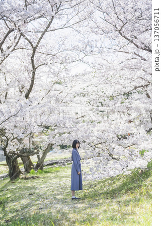 桜を見る若い女性 桜を見る若い女性 137056711