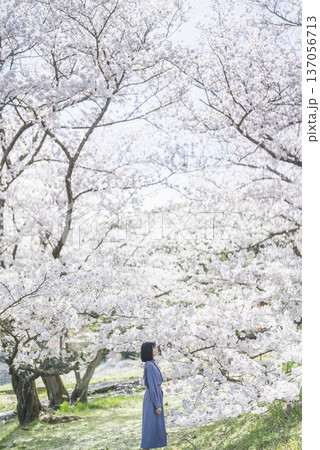 桜を見る若い女性 桜を見る若い女性 137056713