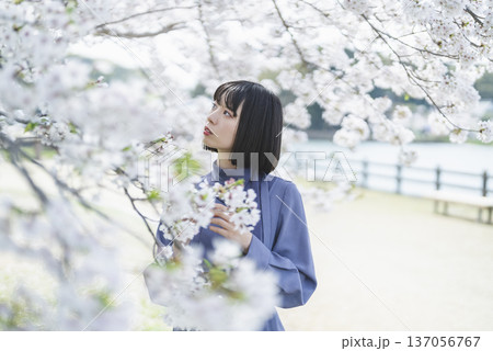桜を見る若い女性 桜を見る若い女性 137056767