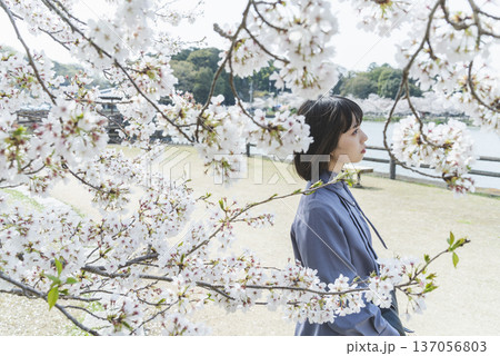 桜を見る女性 桜を見る女性 137056803