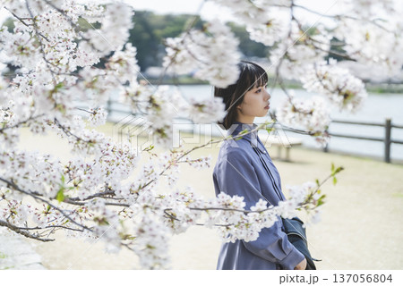 桜を見る女性 桜を見る女性 137056804