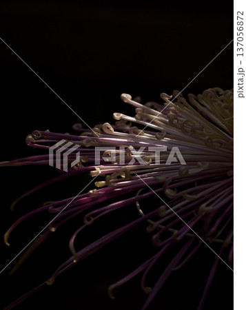 光射す菊の花 137056872