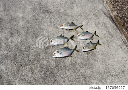 メッキアジ堤防釣りルアーロウニンアジギンガメアジオニヒラアジ メッキアジ堤防釣りルアーロウニンアジギンガメアジオニヒラアジ 137056927