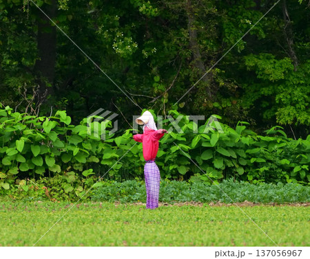 案山子 137056967