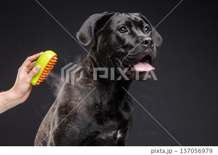 Studio portrait of a brindle Cane Corso being groomed with a steam brush massager. Pet care, shedding removal and coat maintenance concept with copy space. 137056979