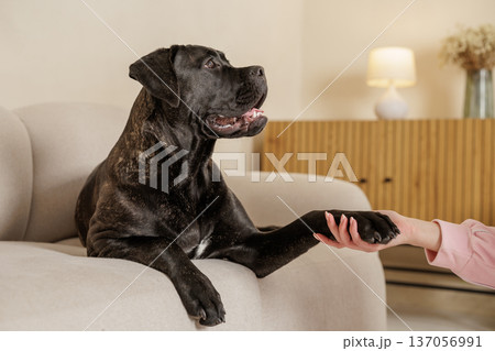 Brindle Cane Corso lying on a sofa giving paw to a person hand in a cozy living room. Domestic guard dog interaction showing trust, training, and companionship. Brindle Cane Corso lying on a sofa giving paw to a person hand in a cozy living room. Domestic guard dog interaction showing trust, training, and companionship. 137056991