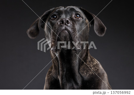 Closeup portrait of a brindle Cane Corso looking upward with alert expression in a dark studio background. Powerful purebred guard dog with copy space. Closeup portrait of a brindle Cane Corso looking upward with alert expression in a dark studio background. Powerful purebred guard dog with copy space. 137056992