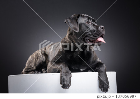 Brindle Cane Corso lying on a white pedestal, panting with tongue out while looking aside. Muscular purebred guard dog portrait in dark studio with copy space. 137056997
