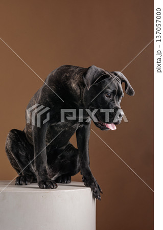 Full body studio portrait of a brindle Cane Corso sitting on a pedestal, panting with tongue out on a warm background. Powerful purebred guard dog isolated with copy space. Full body studio portrait of a brindle Cane Corso sitting on a pedestal, panting with tongue out on a warm background. Powerful purebred guard dog isolated with copy space. 137057000