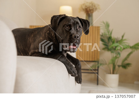 Brindle Cane Corso lying on a sofa in a cozy living room interior. Domestic guard dog relaxed at home with warm lifestyle atmosphere. Brindle Cane Corso lying on a sofa in a cozy living room interior. Domestic guard dog relaxed at home with warm lifestyle atmosphere. 137057007