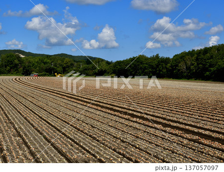 玉ねぎ畑 137057097