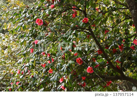 椿の花 137057114