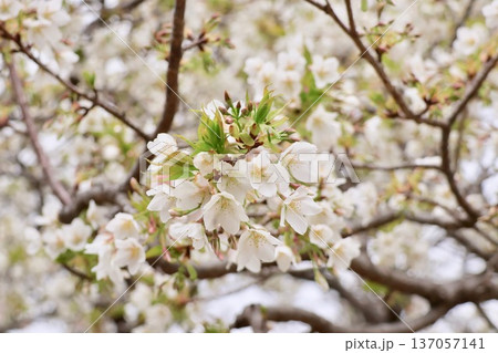 オオシマザクラ 137057141