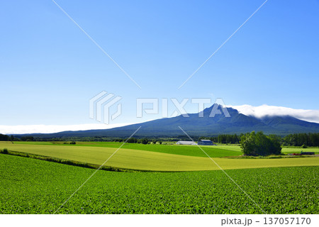 清里町向陽の農村風景 137057170