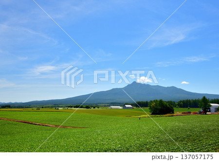清里町向陽の農村風景 清里町向陽の農村風景 137057175