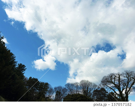 青空と木々 青空と木々 137057182