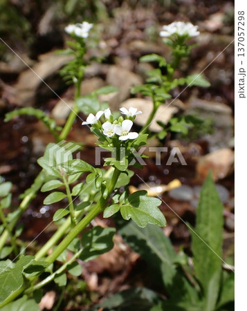 沢沿いに咲くオオタネツケバナ 137057298