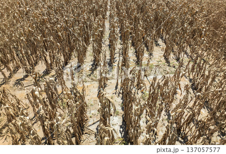 Flash flood destroys corn and vegetable crop in Southeast asia. Flash flood destroys corn and vegetable crop in Southeast asia. 137057577