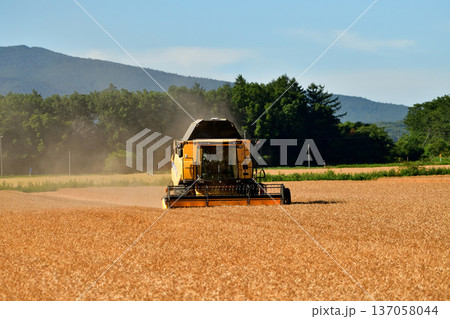 小麦刈り 小麦刈り 137058044