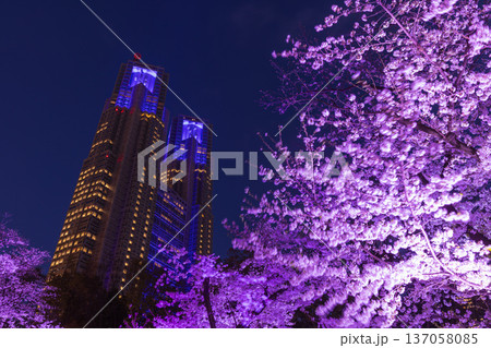 新宿中央公園のライトアップの桜 新宿中央公園のライトアップの桜 137058085