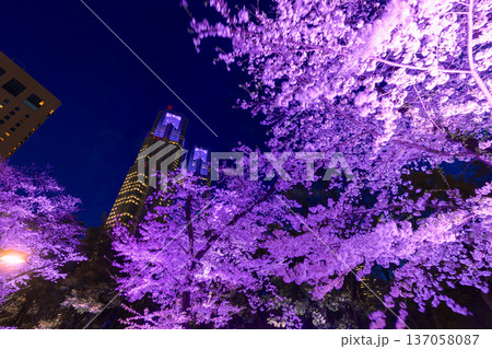 新宿中央公園のライトアップの桜 137058087