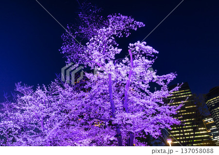 新宿中央公園のライトアップの桜 新宿中央公園のライトアップの桜 137058088