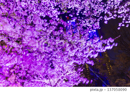 新宿中央公園のライトアップの桜 新宿中央公園のライトアップの桜 137058090