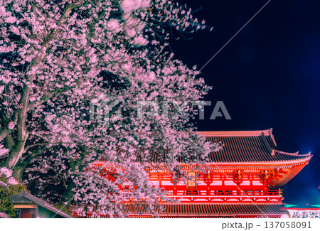 浅草寺のライトアップの桜　浅草 137058091