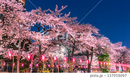 播磨坂のライトアップの桜並木　東京春夜景 137058097