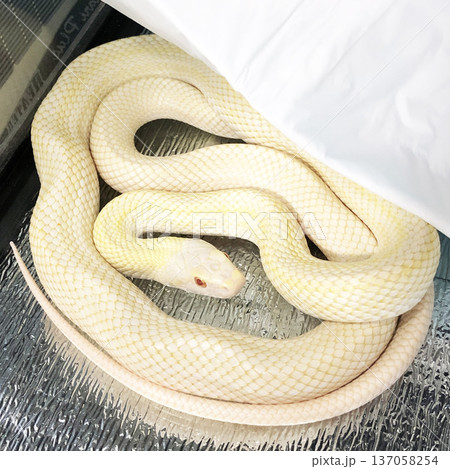 美しい白蛇が静かにとぐろを巻く姿 美しい白蛇が静かにとぐろを巻く姿 137058254
