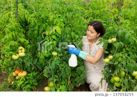 Asian woman spraying tomatoes Asian woman spraying tomatoes 137058255