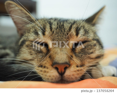 ただの猫のドアップ顔 ただの猫のドアップ顔 137058264