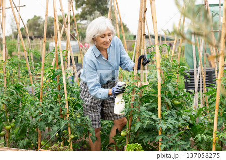 Senior woman gardener spraying tomato. 137058275