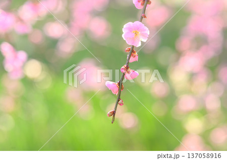 美しいピンクの梅の花 美しいピンクの梅の花 137058916