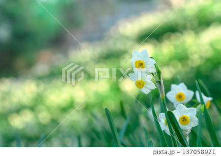 春の公園に咲く水仙 137058921