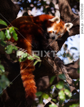 Red panda climbing and hiding on tree 137059100