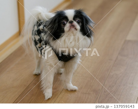 見上げる表情が愛らしい狆の室内ポートレート 137059143