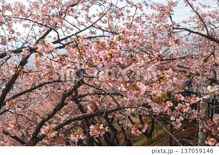 桜のある風景 137059146