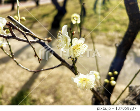光を浴びる梅の花 137059237