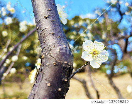 可憐な梅の花 137059239